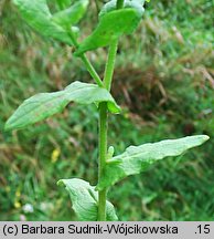 Pulicaria dysenterica (płesznik czerwonkowy)