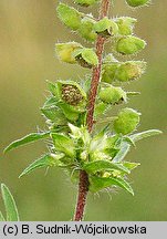 Ambrosia artemisiifolia (ambrozja bylicolistna)