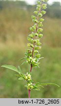 Ambrosia artemisiifolia (ambrozja bylicolistna)