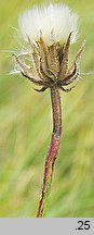 Crepis rhoeadifolia (pępawa makolistna)