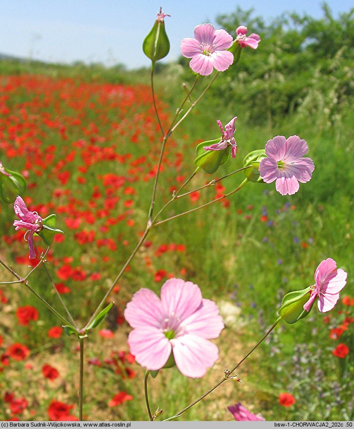 Gypsophila vaccaria (krowiziół zbożowy)