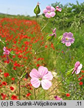 Gypsophila vaccaria (krowiziół zbożowy)