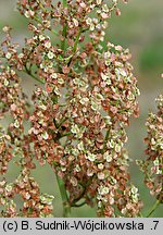 Rumex thyrsiflorus (szczaw rozpierzchły)