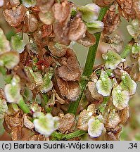 Rumex thyrsiflorus (szczaw rozpierzchły)