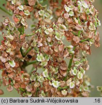 Rumex thyrsiflorus (szczaw rozpierzchły)