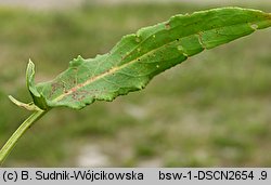 Rumex thyrsiflorus (szczaw rozpierzchły)