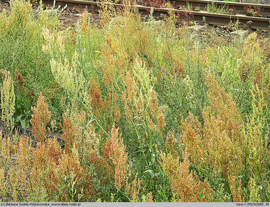 Rumex thyrsiflorus (szczaw rozpierzchły)