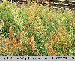 Rumex thyrsiflorus (szczaw rozpierzchły)