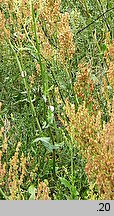 Rumex thyrsiflorus (szczaw rozpierzchły)