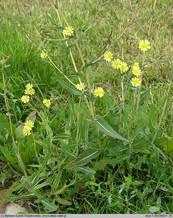 Lactuca serriola (sałata kompasowa)