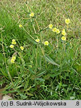 Lactuca serriola (sałata kompasowa)