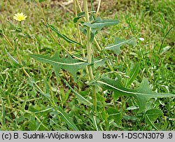 Lactuca serriola (sałata kompasowa)