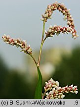 Polygonum lapathifolium ssp. lapathifolium (rdest szczawiolistny typowy)