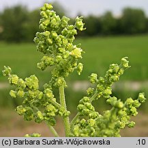 Cyclachaena xanthiifolia (iwa rzepieniolistna)