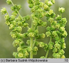 Cyclachaena xanthiifolia (iwa rzepieniolistna)