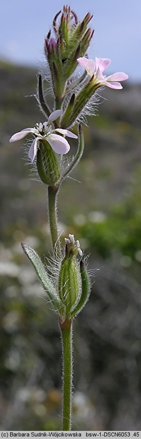 Silene gallica (lepnica francuska)