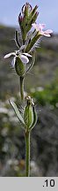 Silene gallica (lepnica francuska)
