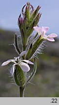 Silene gallica (lepnica francuska)