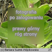 Gypsophila perfoliata (łyszczec trójdzielny)