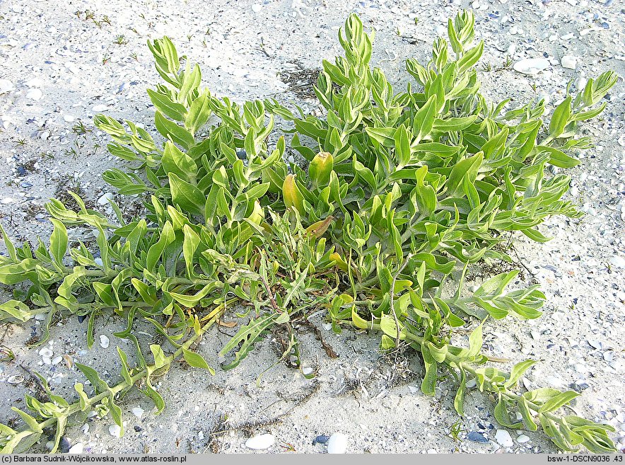 Gypsophila perfoliata (łyszczec trójdzielny)