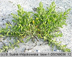 Gypsophila perfoliata (łyszczec trójdzielny)