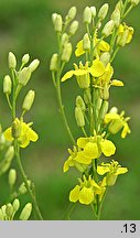 Sisymbrium wolgense (stulisz nadwołżański)