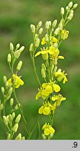 Sisymbrium wolgense (stulisz nadwołżański)