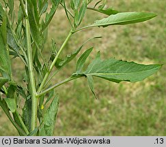 Sisymbrium wolgense (stulisz nadwołżański)