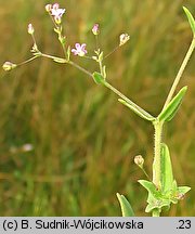 Gypsophila perfoliata (łyszczec trójdzielny)