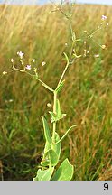 Gypsophila perfoliata (łyszczec trójdzielny)