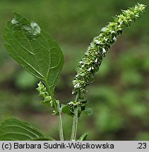 Elsholtzia ciliata (marzymięta grzebieniasta)