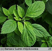 Elsholtzia ciliata (marzymięta grzebieniasta)