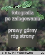 szarłat siny (Amaranthus lividus)