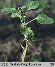 Amaranthus lividus (szarłat siny)