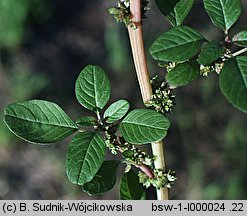 Amaranthus lividus (szarłat siny)