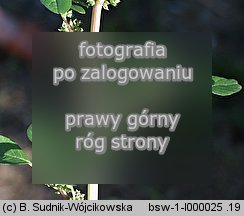 Amaranthus lividus (szarłat siny)