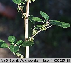 Amaranthus lividus (szarłat siny)