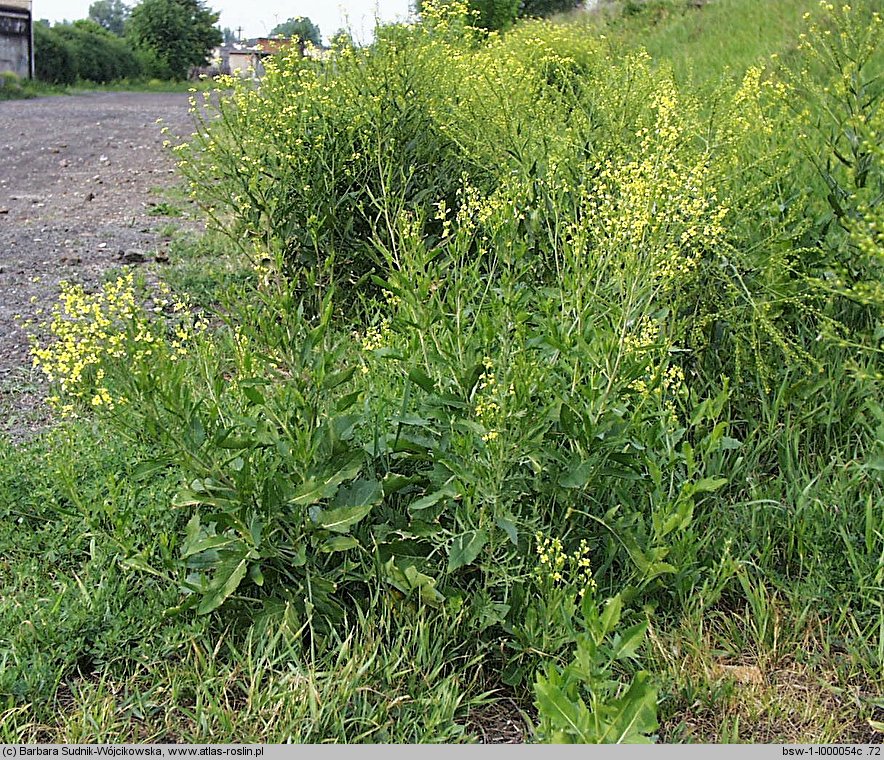 Sisymbrium wolgense (stulisz nadwołżański)