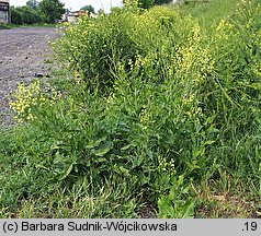 Sisymbrium wolgense (stulisz nadwołżański)