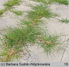 Eragrostis albensis (miłka połabska)