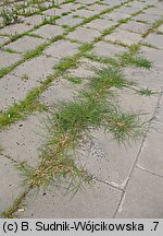 Eragrostis albensis (miłka połabska)