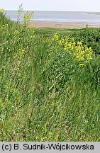 Sisymbrium wolgense (stulisz nadwołżański)