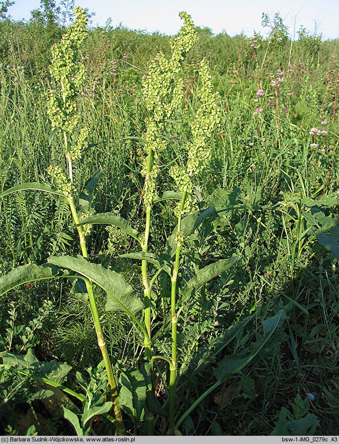 Rumex patientia (szczaw żółty)