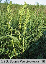 Rumex patientia (szczaw żółty)