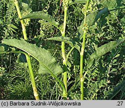 Rumex patientia (szczaw żółty)