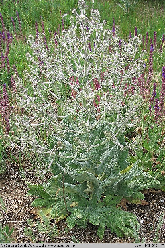 Salvia aethiopis (szałwia etiopska)