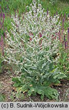 Salvia aethiopis (szałwia etiopska)