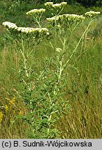 Achillea nobilis (krwawnik szlachetny)