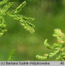 Achillea nobilis (krwawnik szlachetny)