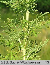 Achillea nobilis (krwawnik szlachetny)